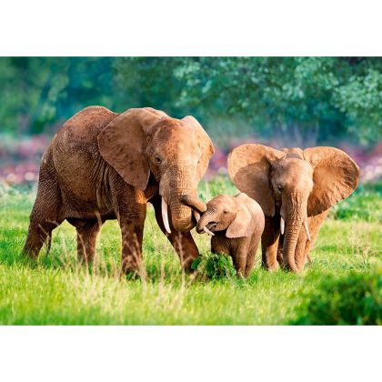 Семейство слонове