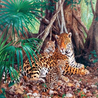 Castorland Пъзел Ягуари в джунглата 3000 части 300280